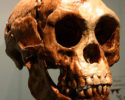 Homo_floresiensis-skull