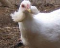 araucana-polynesia