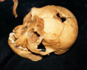250px-LB1_skull