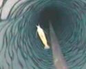antarctica_shrimp