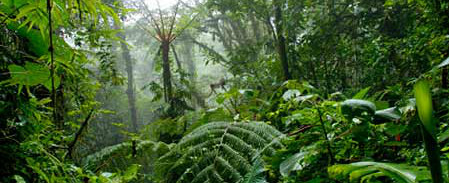 Plants: Belize jungle scene