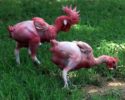 GMO-chicken-genetically-modified-organism