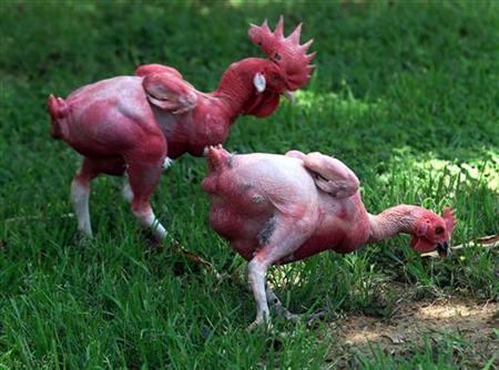 Are these GMO chickens? Genetically-engineered without feathers... naked, or are they actually just conventionally bred?