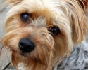 cute-dog