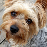 Shaggy dogs on pet social network.