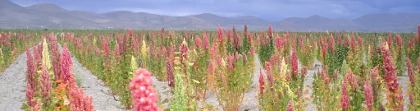 Colorful, flowering quinoa plants in an arid region, the Andes Mountains.