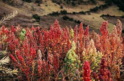 Quinoa, mixed varieties